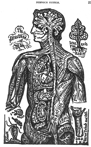 Drawings by Dr. Alesha Sivartha based on his Discoveries: click for LARGER .jpg image