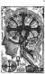 2.39 The Brain (chart 13) Organs of Repulsion repel us from the Earth and push us upward... Discovered 1859 by Sidarta
